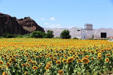 GOG平台宣布数款EA经典老游戏将从平台下架
